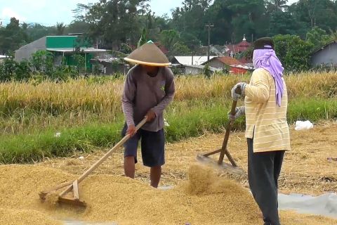 Banyumas targetkan panen 380.000 ton beras untuk swasembada pangan