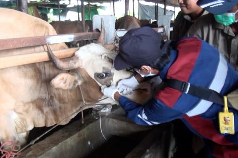 Jelang Idul Adha, Balai Karantina Kalteng perketat masuknya sapi