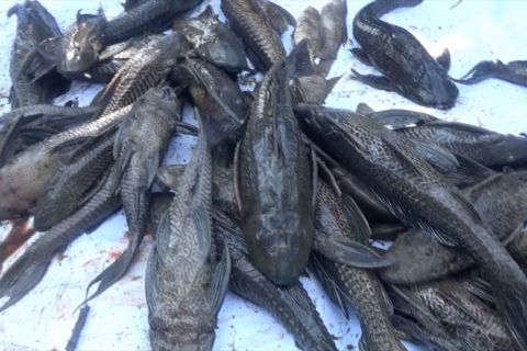 Pemprov DIY masih tunggu kajian tentukan kandungan ikan sapu-sapu