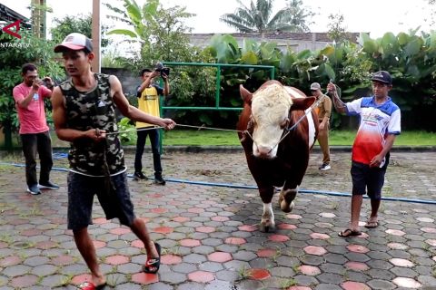 "Diego" milik warga Temanggung jadi sapi kurban Presiden