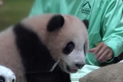 Bayi panda pertama Indonesia segera sambut pengunjung