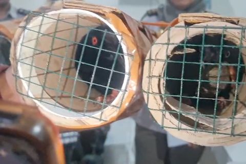 BBKHIT Papua gagalkan penyelundupan empat ekor burung cenderawasih