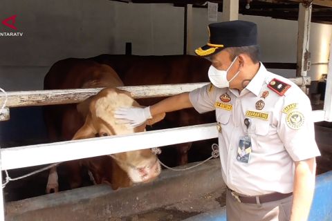 BBKHIT Sumut perketat pemeriksaan hewan kurban jelang Idul Adha