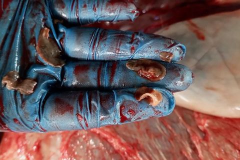 DKPPP Temanggung amankan daging kurban terinfeksi cacing hati