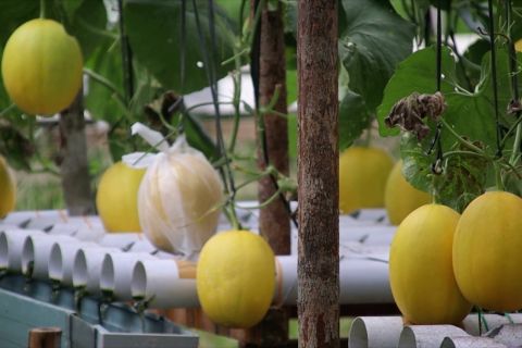 Hortikultura hidroponik jadi penunjang ekonomi warga Pasir Palembang