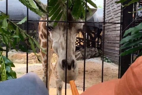 Konsep konservasi satwa dan edukasi diusung dalam lelang Bandung Zoo