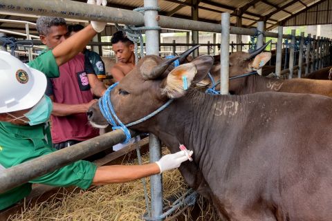 NTT perketat pemeriksaan kesehatan hewan kurban jelang Idul Adha