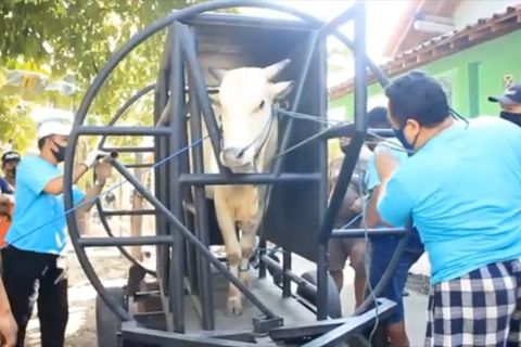 Pakar ternak UGM: Gunakan alat perebah agar daging kurban tidak memar