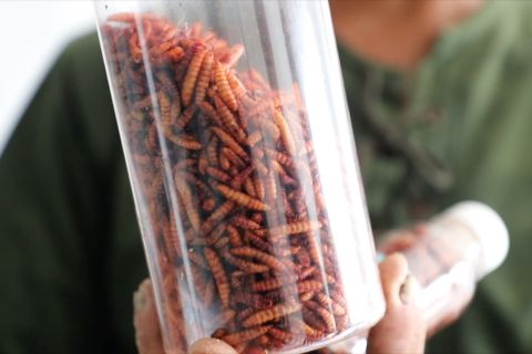 Pasar Anyar Tangerang budidaya maggot pengolah sampah&nbsp;organik