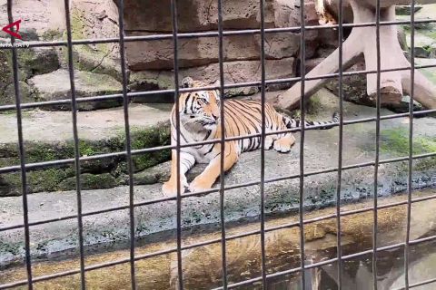 Pemkot ajukan izin ke Kemenhut untuk kelola sementara Bandung Zoo
