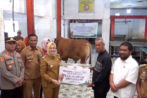 Presiden kirim sapi limousin 940 kg untuk masyarakat Kendari