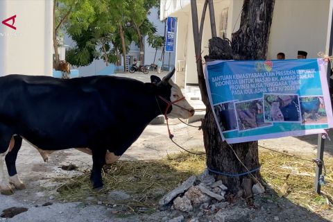 Sapi kurban 1,1 ton bantuan Presiden disalurkan di Kupang