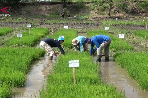 Waspada El Nino, Sumsel tanam pangan di lahan rawa lebak