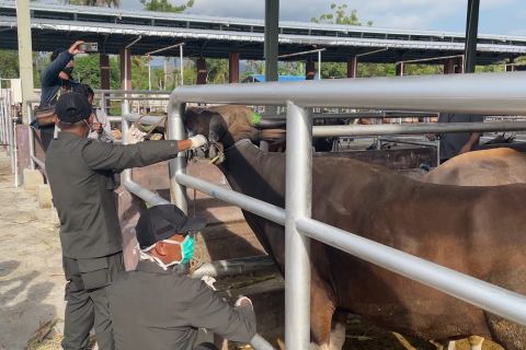 Permintaan sapi melonjak, Sulteng perketat distribusi hewan ternak