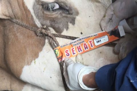 Masyarakat diminta perhatikan aspek kesehatan saat berkurban