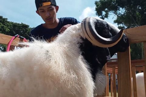 Mengenalkan domba seni lokal Temanggung melalui pameran ternak