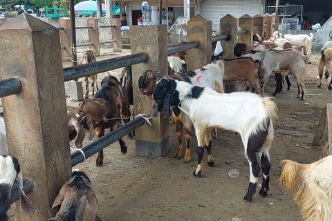 Stok kambing dan domba untuk kurban di Banjarnegara melimpah