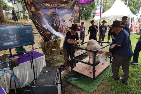 Jateng promosikan domba peternak lokal lewat Kontes Domba Extreme