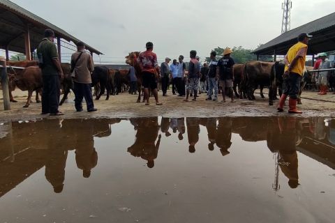Pengawasan di Pasar Hewan Ambarawa diperketat jelang Idul Adha