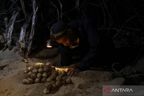 Berpacu dengan waktu, ratusan telur penyu di Pantai Paloh Sambas dievakuasi dari predator dan penjarah