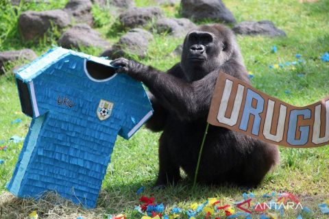 Aksi menggemaskan Chencha, gorila berusia 39 tahun yang Ikut demam Piala Dunia 2026