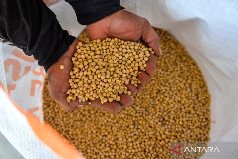 Pemerintah berikan subsidi harga kedelai