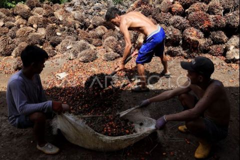 FOTO - Harga TBS sawit naik di Sulbar