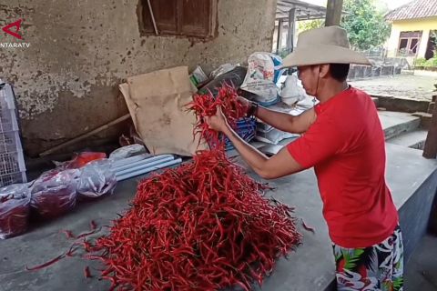 Pemkot Cilegon dorong gerakan tanam cabai kendalikan inflasi