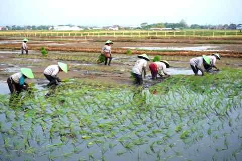 Batang terapkan bio salin untuk pulihkan lahan terdampak rob