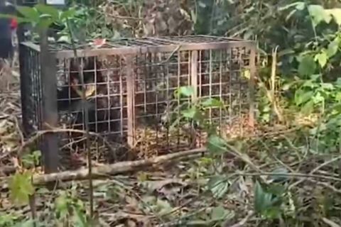 BBKSDA Riau evakuasi dan lepasliar beruang madu masuk permukiman warga