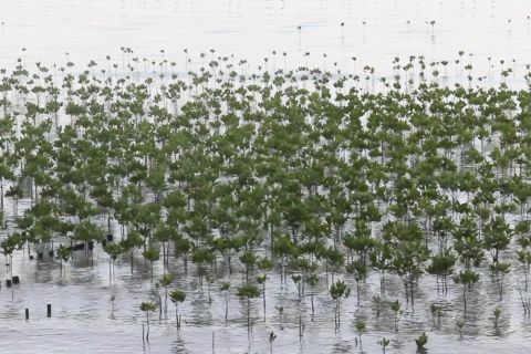 M4CR pulihkan pesisir Kaltim dengan mangrove berbasis masyarakat