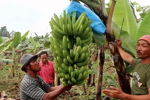 Pisang Kepok Grecek Kaltim penuhi permintaan ekspor