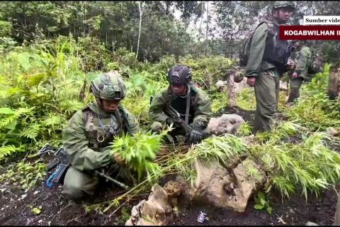 Satgas TNI sita 169 batang ganja di Pegunungan Bintang