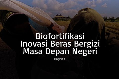 Biofortifikasi inovasi beras bergizi masa depan negeri (bagian 1)