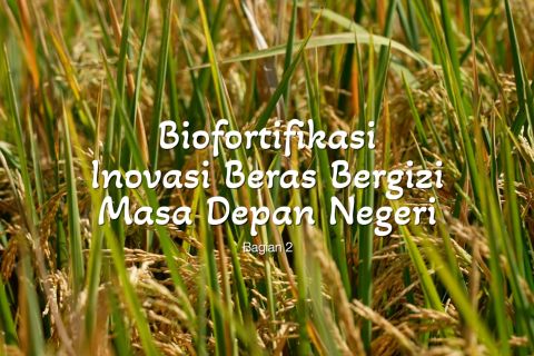 Biofortifikasi inovasi beras bergizi masa depan negeri (bagian 2)