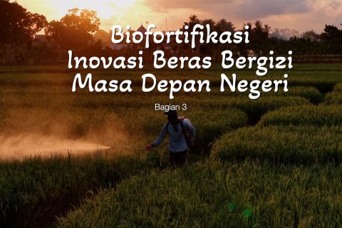 Biofortifikasi inovasi beras bergizi masa depan negeri (bagian 3)