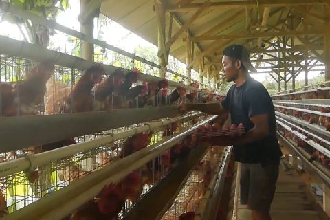 Serapan rendah, Wagub Jateng desak SPPG beli telur dari peternak lokal