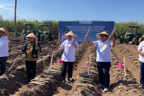 CPCL bongkar ratoon tebu Jatim capai 26.922 hektare