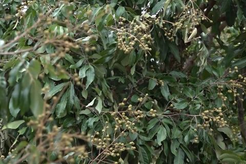 Mengintip pertanian lengkeng di Kamboja