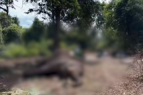 Seekor gajah di Taman Nasional Tesso Nilo mati usai jalani perawatan