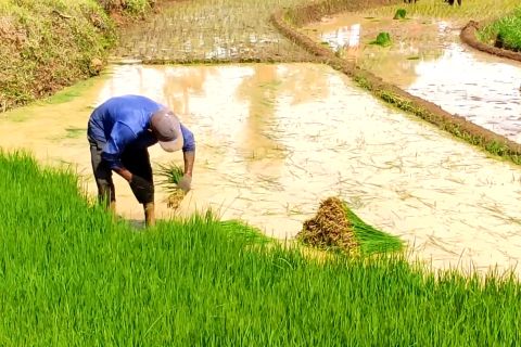 Wamen ATR/BPN imbau kepala daerah segera petakan sawah dilindungi