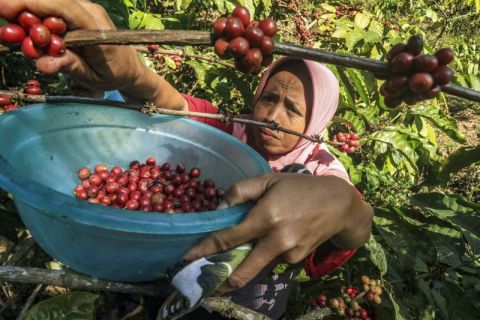 Budi daya kopi di Gunung Gambar
