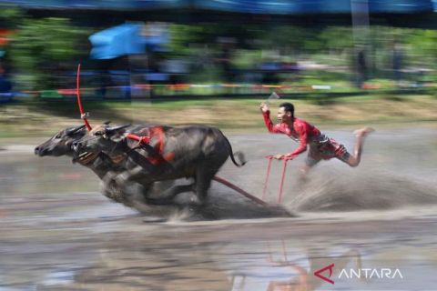 Mirip di Indonesia, petani Thailand rayakan musim tanam padi dengan karapan kerbau