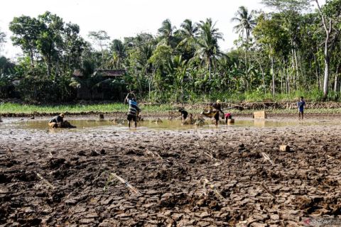Berburu ikan di telaga surut