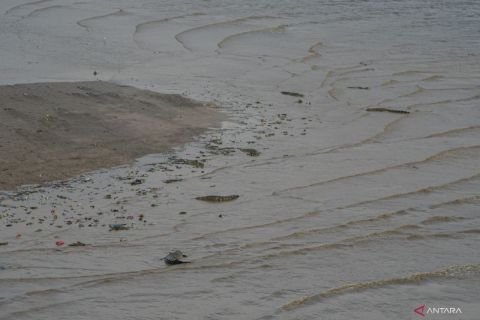 Buaya muara Sungai Palu jadi perhatian warga
