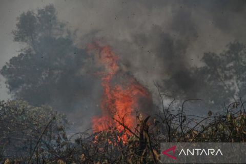 Pemadaman kebakaran hutan dan lahan di Palangka Raya