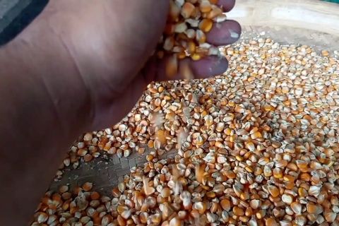 Sukses capai target beras, Bappenas fokus pacu cadangan jagung