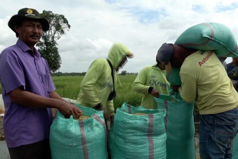 Surplus beras Sumsel diserap hingga luar provinsi, produksi terus naik