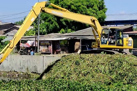 Basmi eceng gondok, upaya Semarang cegah banjir sungai