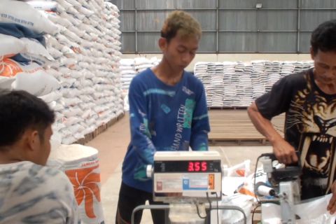 Bulog Bangka serap 3.300 ton gabah petani